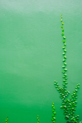 Green wall covered by green ivy.