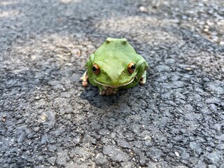 モリアオガエル