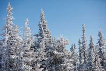 Winter natural snowy forest landscape.
