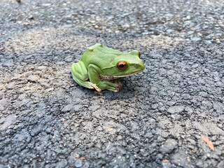 モリアオガエル