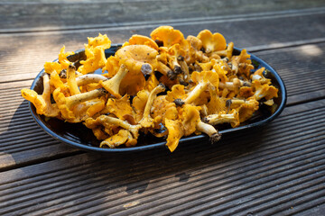 Chanterelle mushrooms, fresh, straight from the forest.
Grzyby kurki, świeże, prosto z lasu  - obrazy, fototapety, plakaty