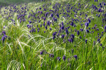 Purple inflorescences among green grass