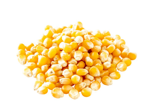 Organic yellow corn seed or maize on white background. Pile raw corn seed isolated.