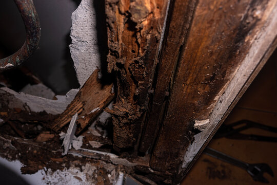 Damage by termites or white ants in the structure of a building uncovered while renovating a bathroom in tropical Queensland, Australia.