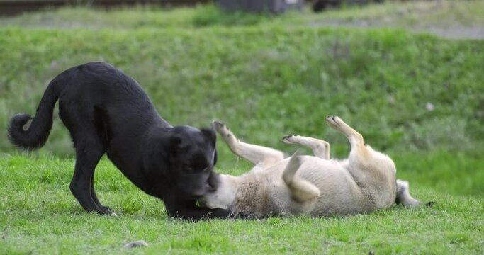 Two stray dogs playing in park. Funny joyful homeless dogs playing on green grass at summer day. Happy mongrel walk on street outdoors. Animals start running jumping  playing. Concept of friendship