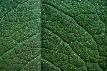 Fototapeta premium Close up of leaf