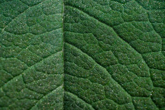 Close up of leaf