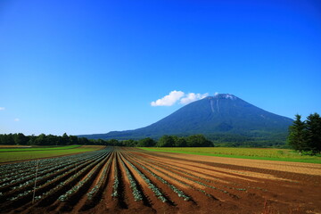北海道　真狩村の畑と羊蹄山