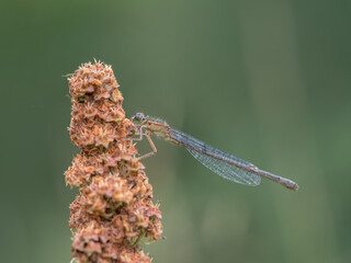 Blue-tailed Damselfly, female, Ischnura elegans, rufescens-obsoleta colouration on seedhead.