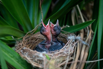 A couple of chicks (Yellow-vented Bulbul – Wenkbrauwbuulbuul – Pycnonotus goiavier) are waiting for their parents. Birds of Bali.