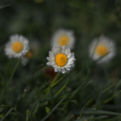 Obraz premium daisies in the grass