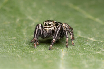 Gorilla spider in search of a prey