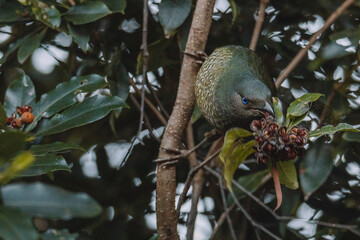 Male Satin Bowerbird sitting in a tree.