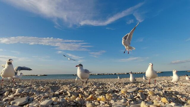 video gabbiani in riva al mare, risoluzione 4k