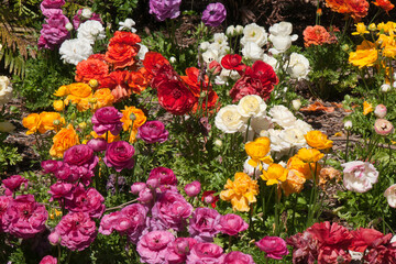 Sydney Australia,  garden of colorful ranunculus flowers © KarinD