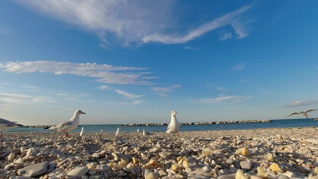 video gabbiani in riva al mare, risoluzione 4k