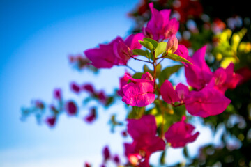 Pink bougainvillea flower on blue sky