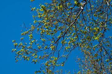 Sydney Australia, Spring scene with new leaves of a London plane tree against a blue sky 