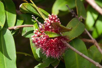 Sydney Australia, flowers of a powder-puff lillipilly native to north east Queensland