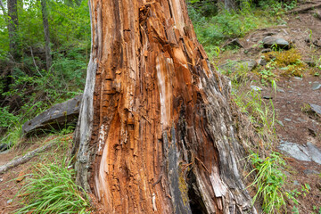 old rotten tree stump in a pine forest