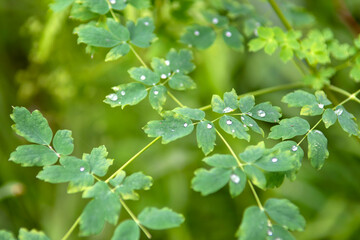 drops of morning dew on leaves in summer forest