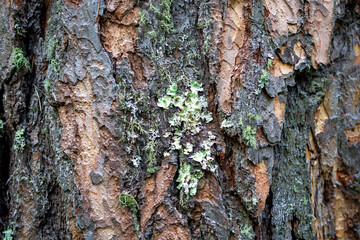 perennial pine trunk in the forest as background
