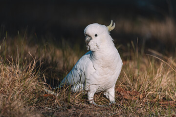 White Sulphur-Crested cockatoo walking in a grassy field.