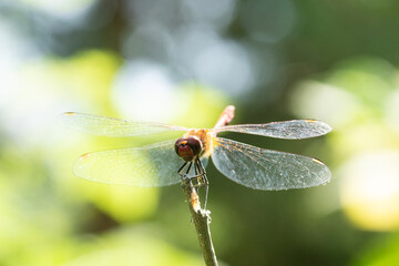 Dragonfly on a stick..