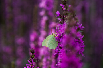Green lemongrass butterfly sits on a purple flower.