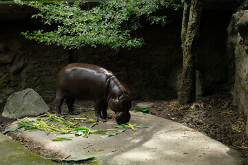 Pygmy hippos are smaller cousins of the hippopotamus.