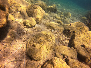 Fototapeta na wymiar Underwater world of Mediterranean Sea. Near Marmaris, Turkey