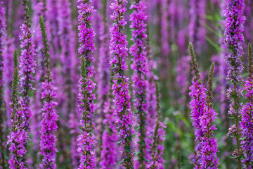 Glade with purple flowers. Nature and plants.