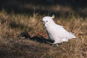 White Sulphur-Crested cockatoo walking in a grassy field.