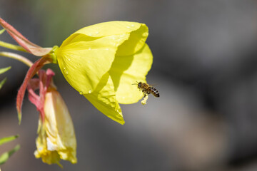 Biene fliegt gelbe Blüte an © scaleworker