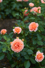 beautiful pink roses close up