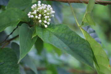 flowers of a tropical tree
