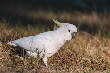 White Sulphur-Crested cockatoo walking in a grassy field.