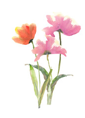 Tulip flower on white background, watercolor hand drawn