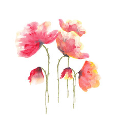 Red poppy on white background, watercolor hand drawn - 449528175