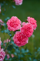 beautiful pink roses close up