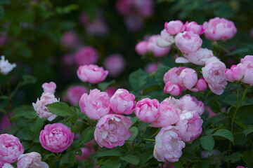 beautiful pink roses close up
