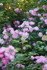 beautiful pink roses close up