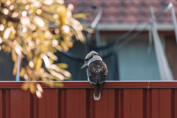 Laughing Kookaburra in a backyard. 