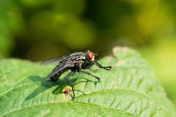 Naklejka premium A fly perched on a green leaf with a green backdrop. Macro photography technics..