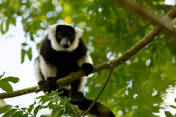 Singe