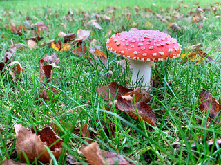 Champignon