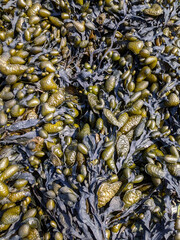 Nahaufnahme von Blasentang oder Fucus Algen am Strand der niederländischen Nordsee.
