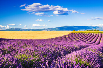 Fototapeta na wymiar Valensole lavender field in Provence, France