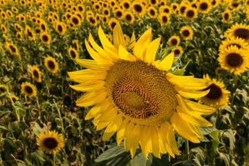 Obraz premium Sunflower flower in field as blurred background in Farigliano, Langhe, Italy