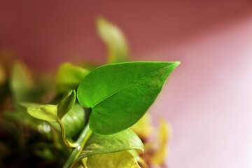 close up of green leaf